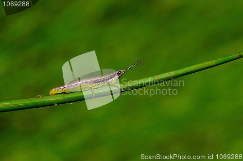 Image of Grasshopper