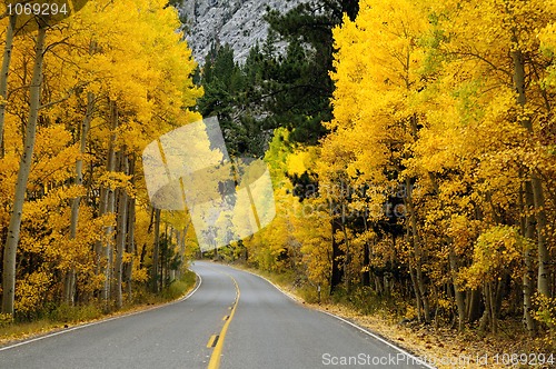 Image of Autumn Foliage