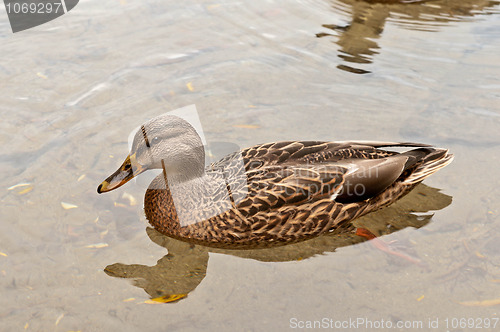 Image of Duck