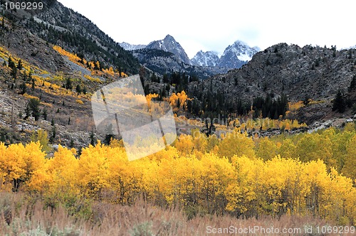 Image of Autumn Foliage