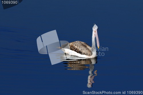 Image of spot billed pelican