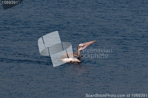 Image of Spot Billed Pelican