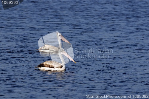 Image of Spot Billed Pelican