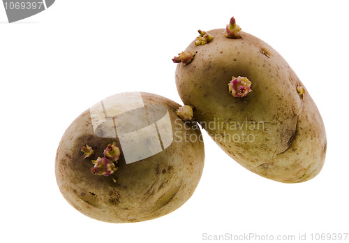 Image of  sprouted potato