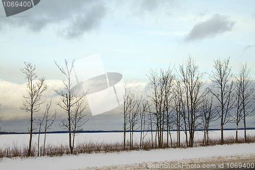 Image of Trees in the winter