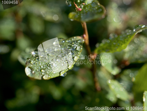 Image of Droplets of dew on leaves of great bilberry