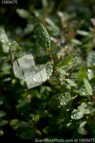 Image of Droplets of dew on leaves 
