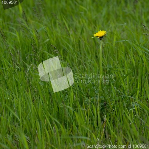 Image of Lawn with one yellow dandelion