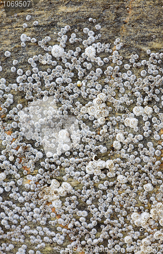 Image of Sea animals - barnacle on a rock