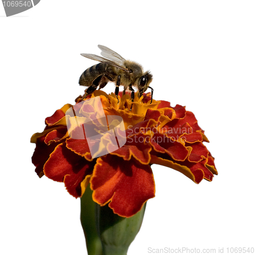 Image of Flower of calendula and bee
