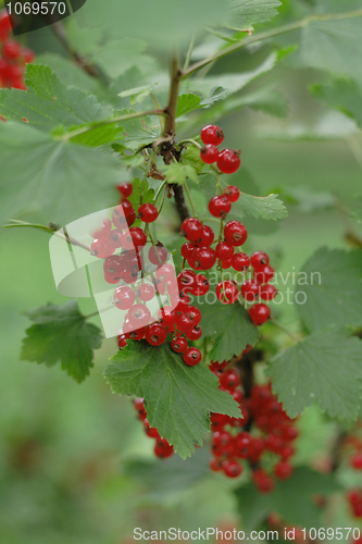 Image of red currant