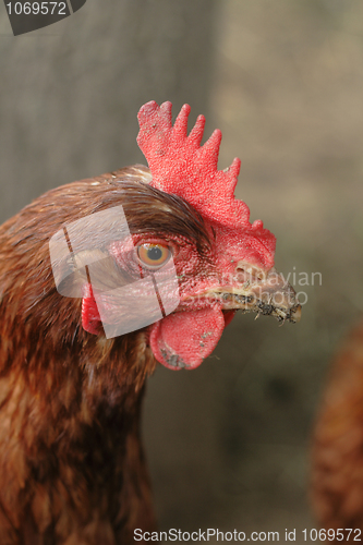 Image of head of red chicken