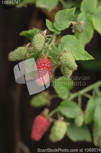 Image of red raspberries