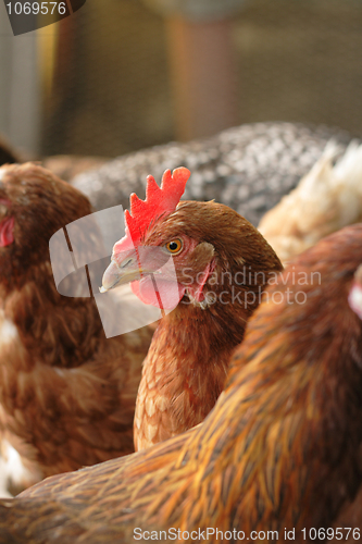 Image of red chickens