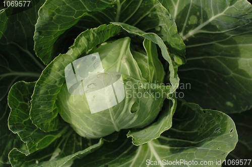 Image of green cabbage