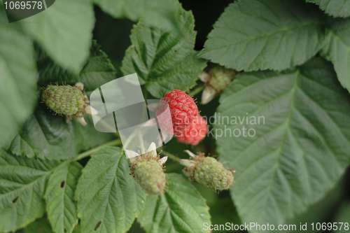 Image of red raspberries