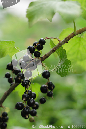 Image of black currant