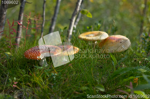 Image of Red fly-agarics - Amanita muscaria