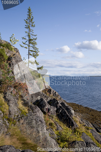 Image of Fir on the slope mountain