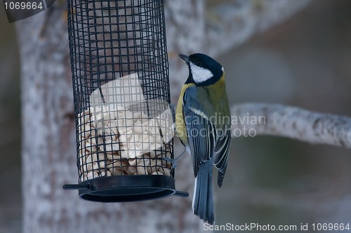 Image of Great tit