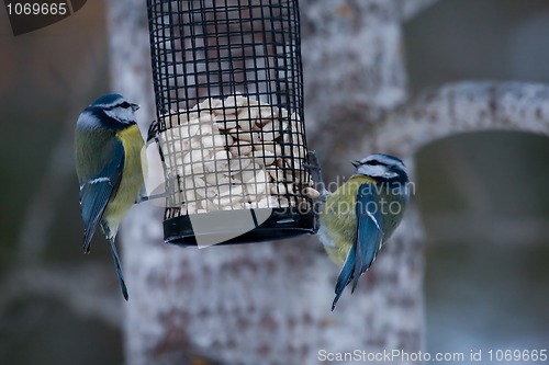 Image of Blue tits