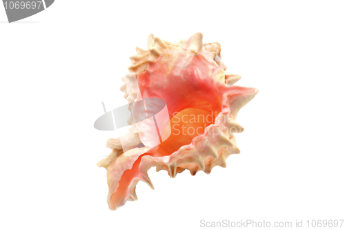 Image of Delicate Sea Shell