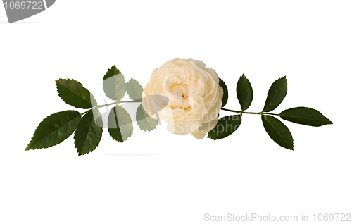 Image of Sprig of tea-rose