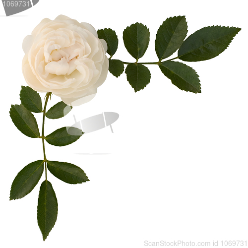 Image of Sprig of tea-rose