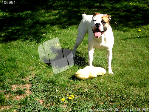 Image of Happy Bulldog with toy