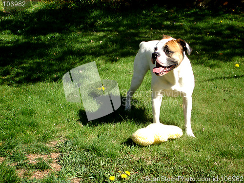 Image of Happy Bulldog with toy 2