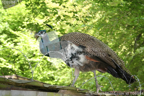 Image of Peacock