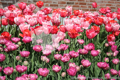 Image of Tulips