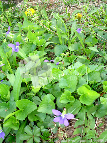 Image of flowers