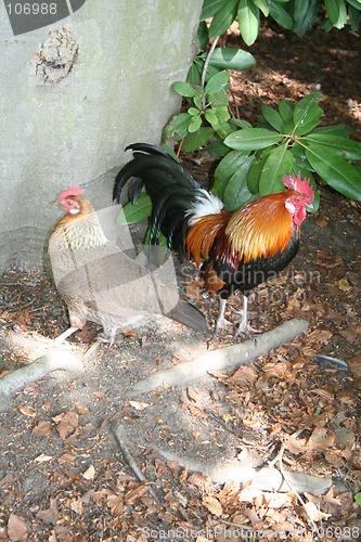 Image of Hen and cock