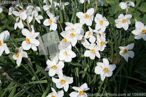 Image of Narcissus