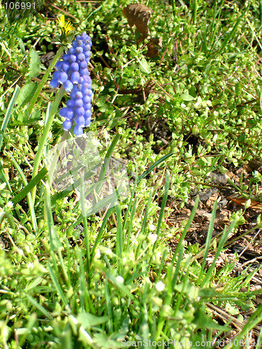 Image of purple flower