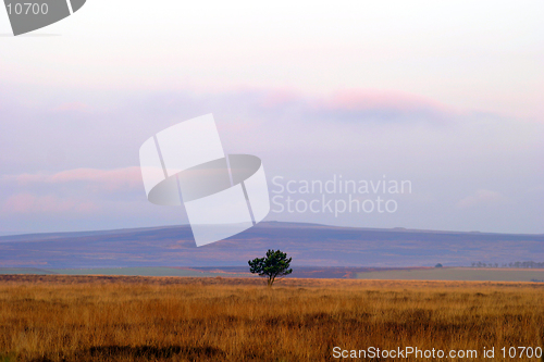 Image of Lone Tree