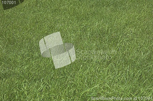 Image of Background grass