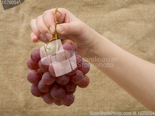 Image of Gapes in female hand on canvas background