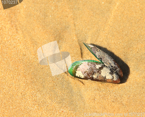 Image of Beach shell