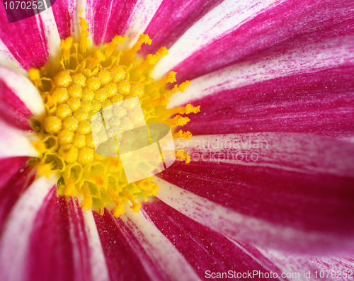 Image of Flower macro