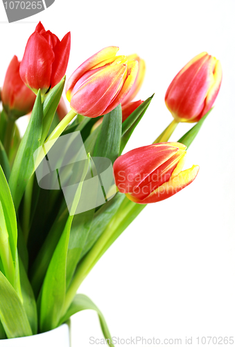 Image of Tulips in vase