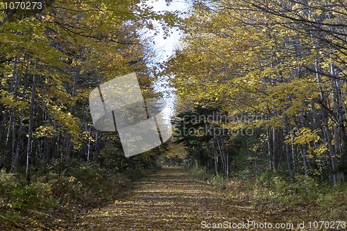 Image of Walking Path