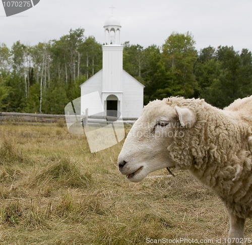 Image of Sheep in front of a church