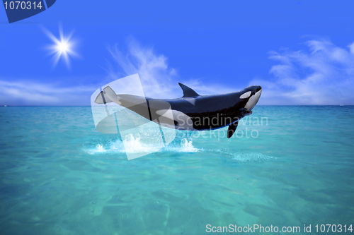Image of Killer Whale