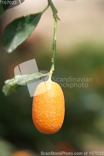 Image of Kumquat tree