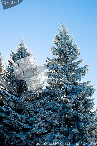 Image of winter detail