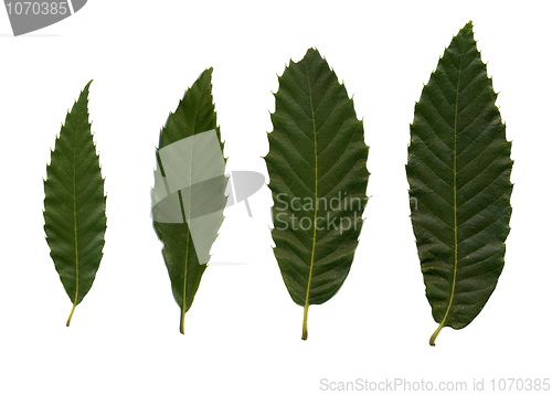 Image of Four green leafves of chestnut