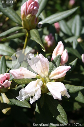 Image of Rhododendron