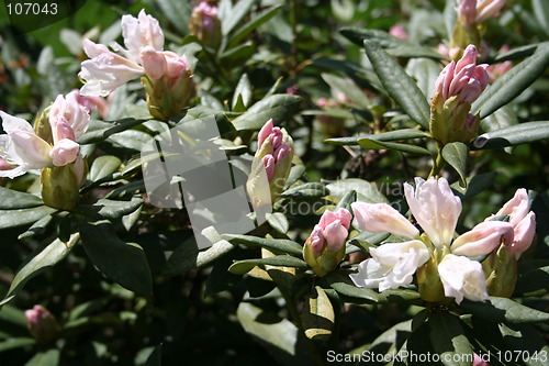 Image of White and pink rhododendron